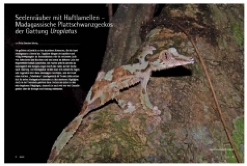 DRACO 52, Uroplatus Madagassische Kobolde in Natur und Terrarium